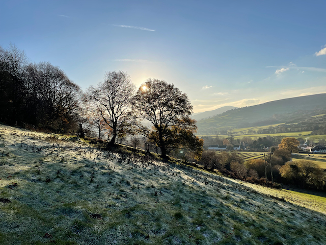 trees on the side of a frosty hill